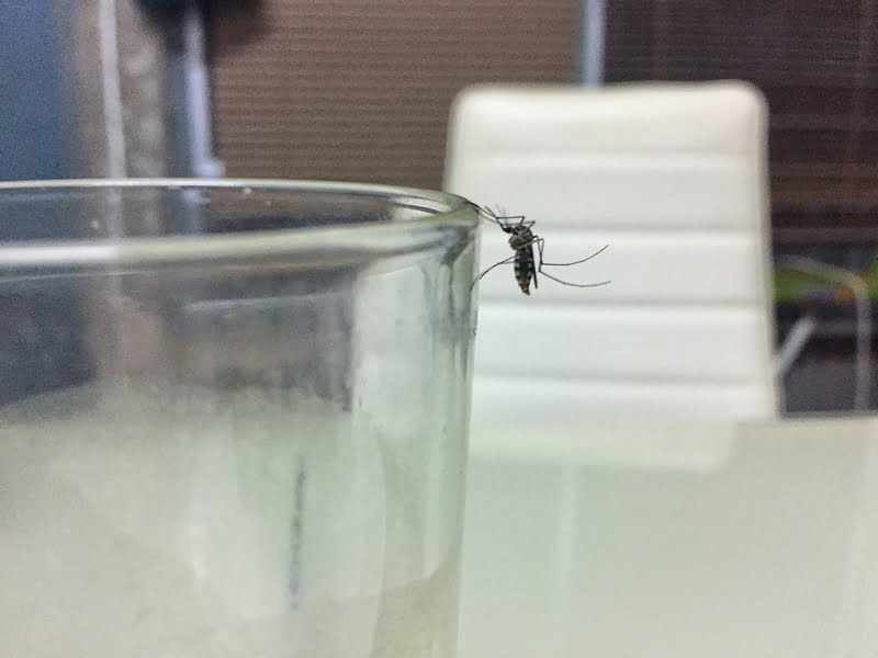 Preventing Mosquitoes Means Controlling Water - Plumbing Paramedics - Plumbers in Calgary